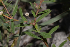 Pimelea ligustrina