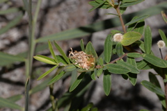 Pimelea ligustrina