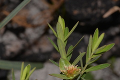 Pimelea ligustrina