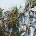 Casuarina equisetifolia - Photo (c) 葉子,  זכויות יוצרים חלקיות (CC BY-NC-ND)