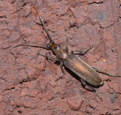 Oxacis trimaculata