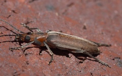 Oxacis trimaculata