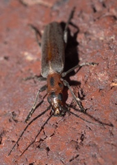 Oxacis trimaculata