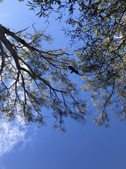 Calyptorhynchus lathami