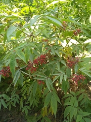 Sambucus racemosa