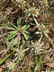 Eryngium armatum