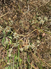 Eryngium armatum