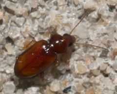 Elaphropus