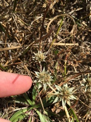 Eryngium armatum