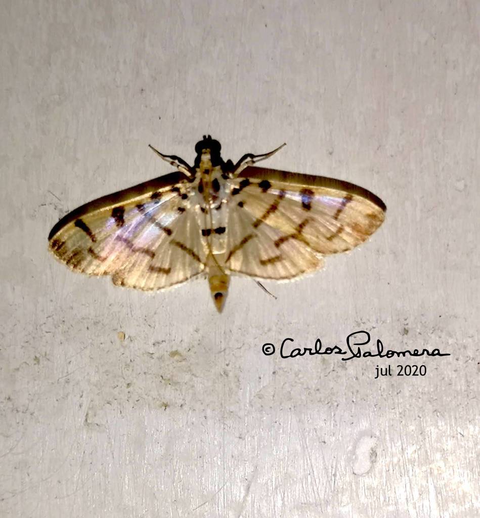 Syllepte aechmisalis