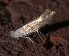 Cameraria hamadryadella