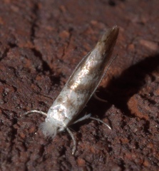 Cameraria hamadryadella