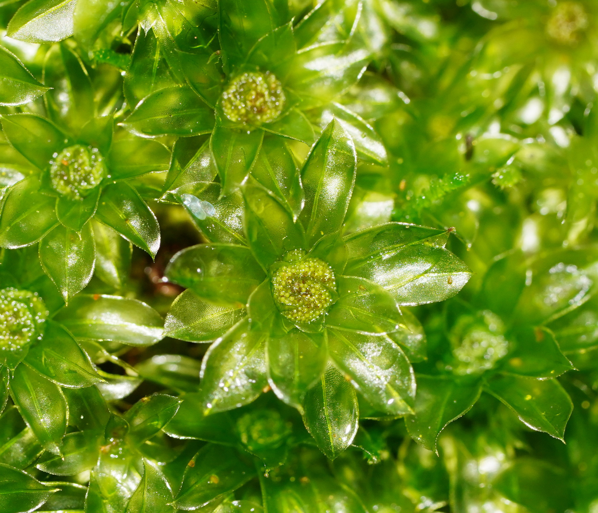 Rosulabryum