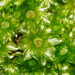 Rosulabryum - Photo (c) Reiner Richter, some rights reserved (CC BY-NC-SA), uploaded by Reiner Richter