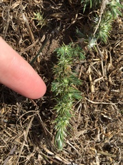 Cardionema ramosissimum