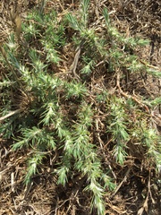 Cardionema ramosissimum