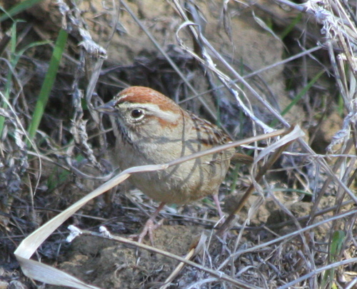 Aimophila ruficeps
