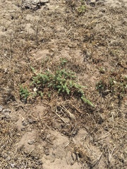 Cardionema ramosissimum