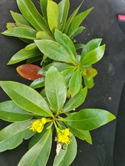 Xanthostemon chrysanthus