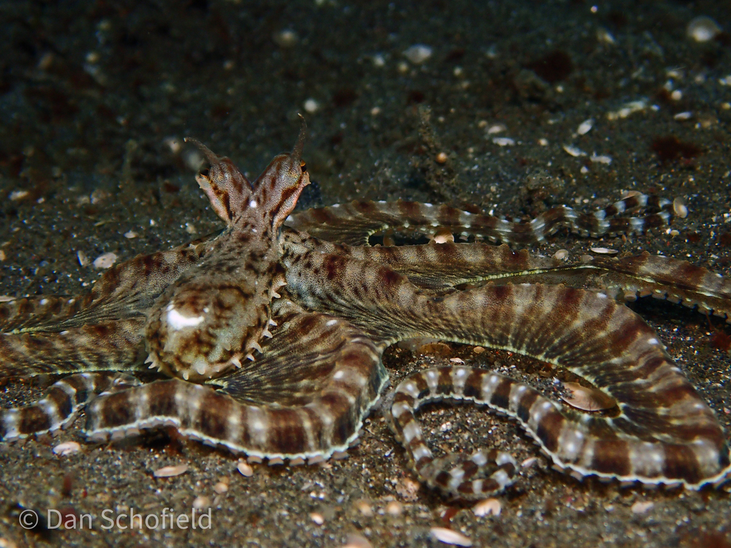 Mimic octopus
