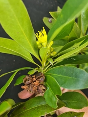 Xanthostemon chrysanthus