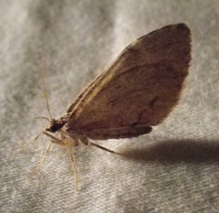 Stamnoctenis pearsalli