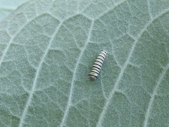 Danaus plexippus