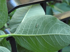 Danaus plexippus