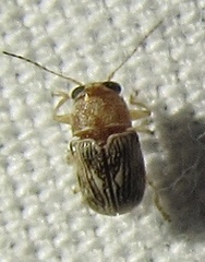 Pachybrachis diversus