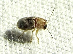 Pachybrachis diversus