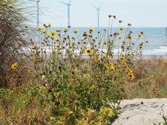 Helianthus debilis cucumerifolius