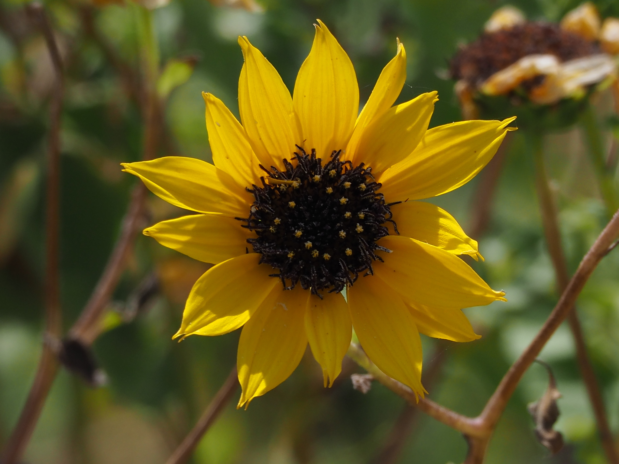 Helianthus debilis ssp. cucumerifolius