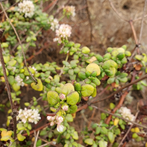 Eriogonum parvifolium