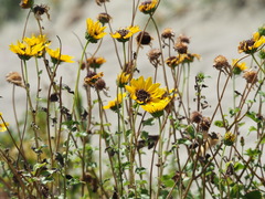 Helianthus debilis cucumerifolius