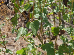 Helianthus debilis cucumerifolius