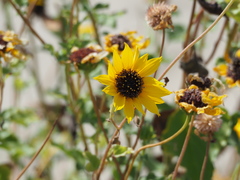 Helianthus debilis cucumerifolius