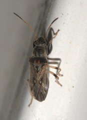 Pseudopachybrachius basalis