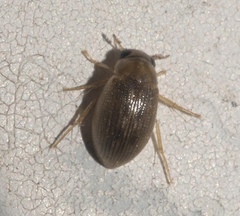 Berosus exiguus
