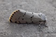 Grotella binda