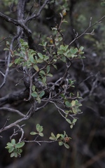 Leptospermum erubescens