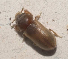 Tropicus pusillus