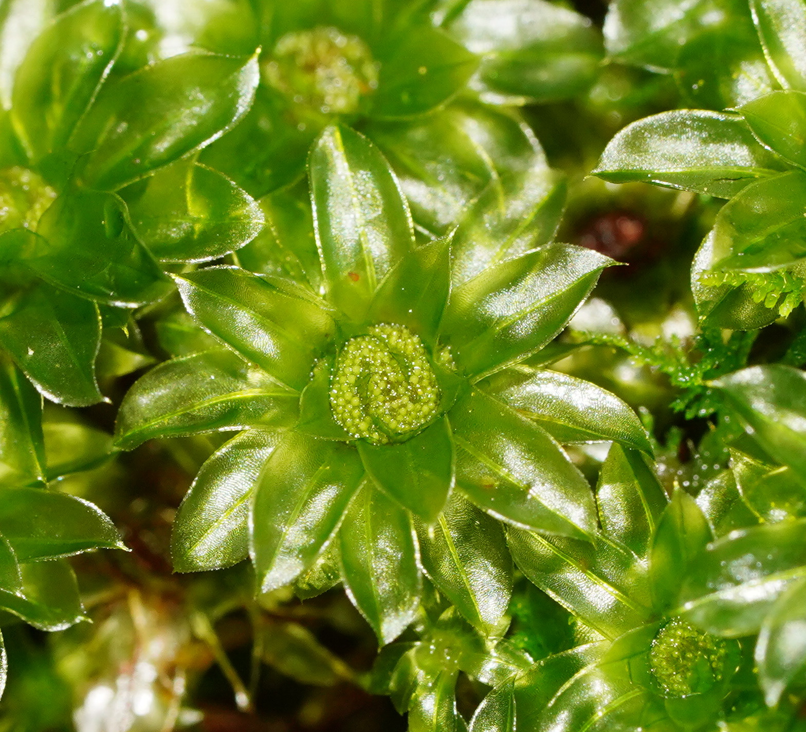 Rosulabryum billardierei