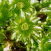 Rosulabryum billardierei - Photo 由 Reiner Richter 所上傳的 (c) Reiner Richter，保留部份權利CC BY-NC-SA