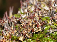 Peltigera dolichorhiza