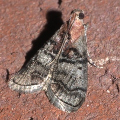 Pococera maritimalis