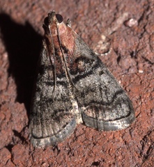 Pococera maritimalis