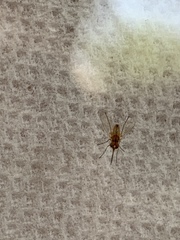 Diptera