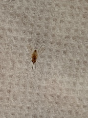 Diptera
