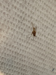 Diptera