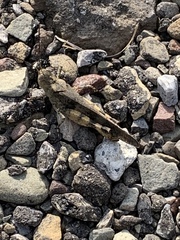 Spharagemon saxatile